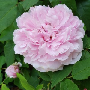 Damask Rose PhytoScented Botanical Extract
