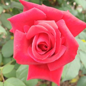 Rose Petals/Flowers  - Organically Grown - 1 ounce