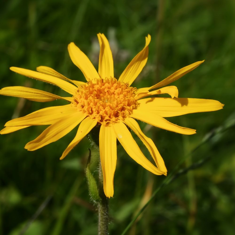 What Is Arnica Montana Flower Used For?