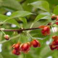 Schisandra Fruit CO2 Extract