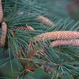 Cedarwood deodara Essential Oil