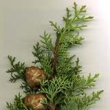 Cypress Essential Oil