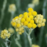 Helichrysum Extract