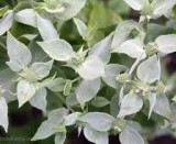 Mountain Mint Hydrosol