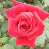 Rose Petals/Flowers  - Organically Grown - 1 ounce