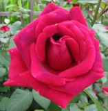 Rose PhytoScented Botanical Extract