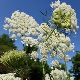 Wild Carrot Seed Hydrosol