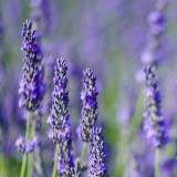 Lavender Flowers