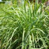 Lemongrass Essential Oil