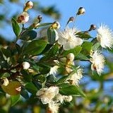 Myrtle Essential Oil