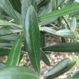 Olive Leaf Powder