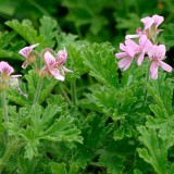 Rose Geranium Essential Oil