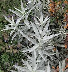 Artemisia Hydrosol 
