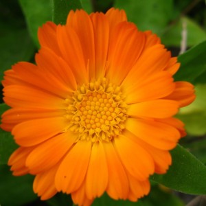 Calendula CO2 Extract  - Standardized 