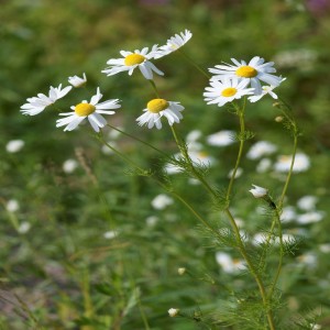 Chamomile (German) Flowers