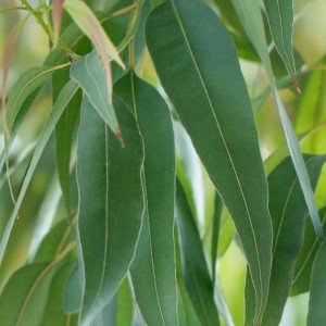 Eucalyptus Essential Oil