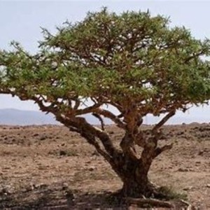 Frankincense Essential Oil