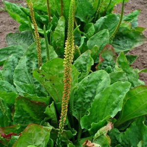 Plantago Extract