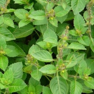 Holy Tulsi Basil Essential Oil 