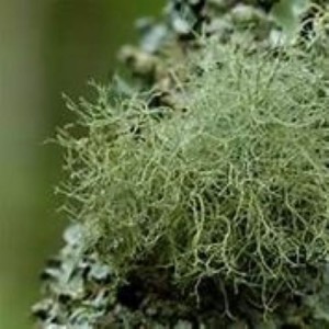 Usnea Lichen CO2 Extract