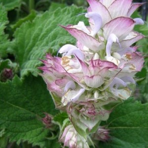 Clary Sage Essential Oil