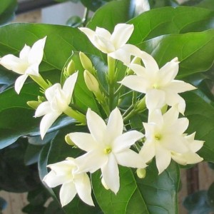 Jasmine PhytoScented Botanical Extract 