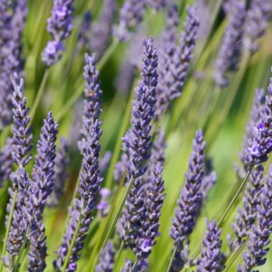 Lavender 40/42 Essential Oil