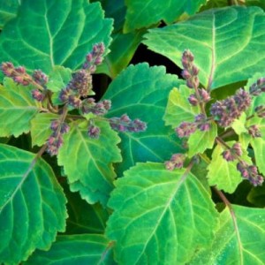 Patchouli Essential Oil