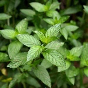 Peppermint Essential Oil