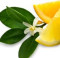 Green Tea Citrus PhytoScented Botanical Extract