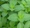 Holy Tulsi Basil Hydrosol 