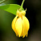 Ylang Ylang Essential Oil