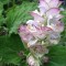 Clary Sage Essential Oil