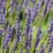 Lavender Essential Oil - Bulgarian (Single)