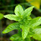 Spearmint Essential Oil