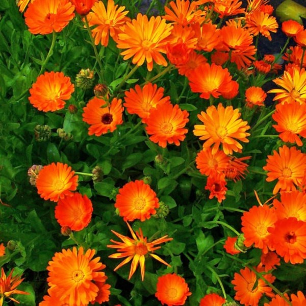 Calendula Extract OS > Botanical Extracts OilSoluble > The Herbarie