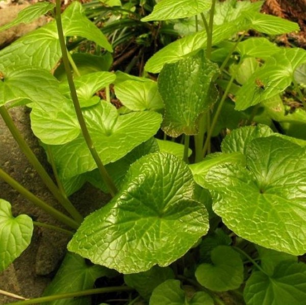 Wasabi Extract > Actives, Antioxidants & AntiAging > The Herbarie at